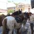 4be97bca292bc-dsc00098jpg.JPG