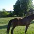 4bfe85ffa16ab-dsc00027jpg.JPG